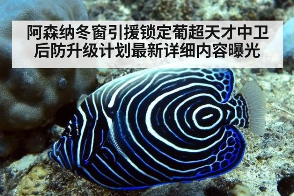 阿森纳冬窗引援锁定葡超天才中卫后防升级计划最新详细内容曝光